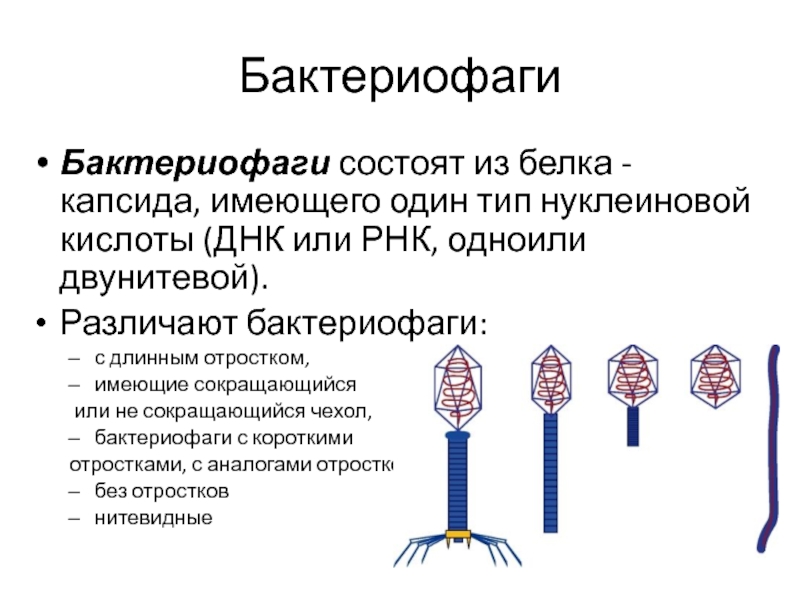 Наследственный аппарат вируса формы жизни бактериофаги. Строение бактериофага микробиология. Вирусы бактериофаги взаимодействие. Основные формы бактериофагов. Морфологические типы бактериофагов таблица.