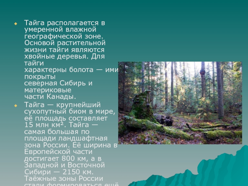 Тайга таежная жизнь. Презентация на тему Тайга. Презентация по тайге. Тайга природная зона. Презентация Тайга России.