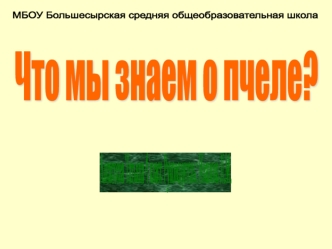 Что мы знаем о пчеле?