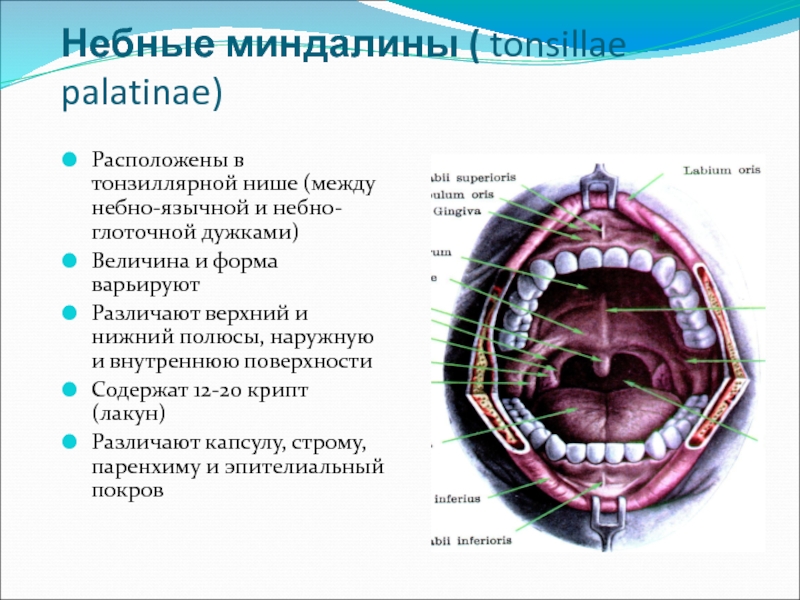 Небно глоточная дужка