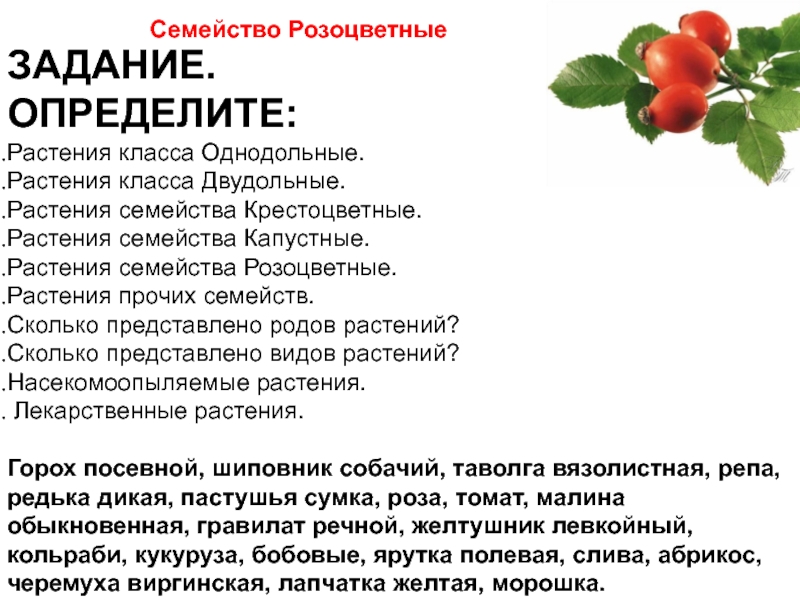 Описание семейства розоцветных по плану 6 класс биология