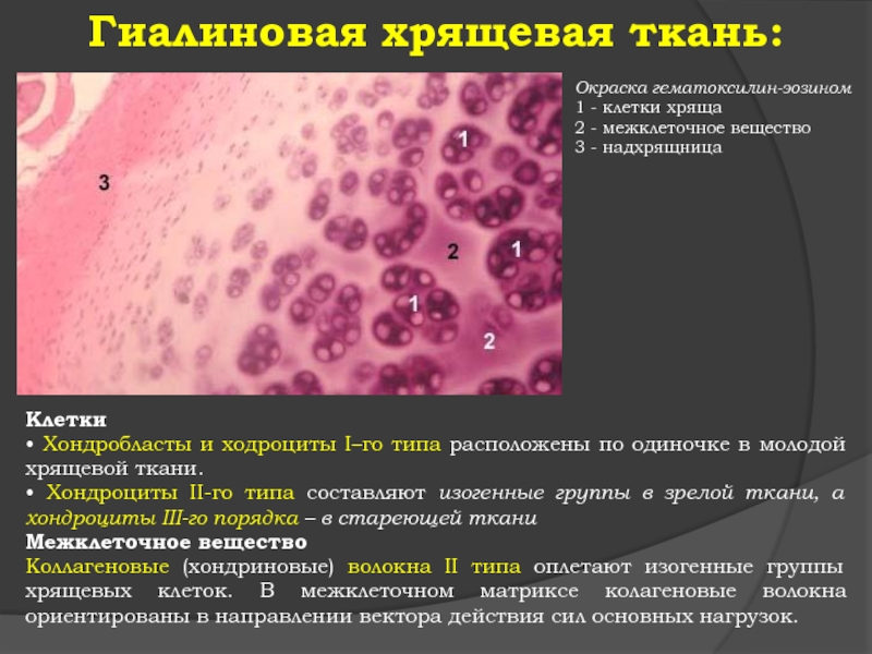 Функция хрящей в организме человека. Гиалиновый хрящ строение ткани. Структура межклеточного вещества гиалинового хряща. Гиалиновый хрящ вид клеток. Гиалиновая хрящевая ткань строение.