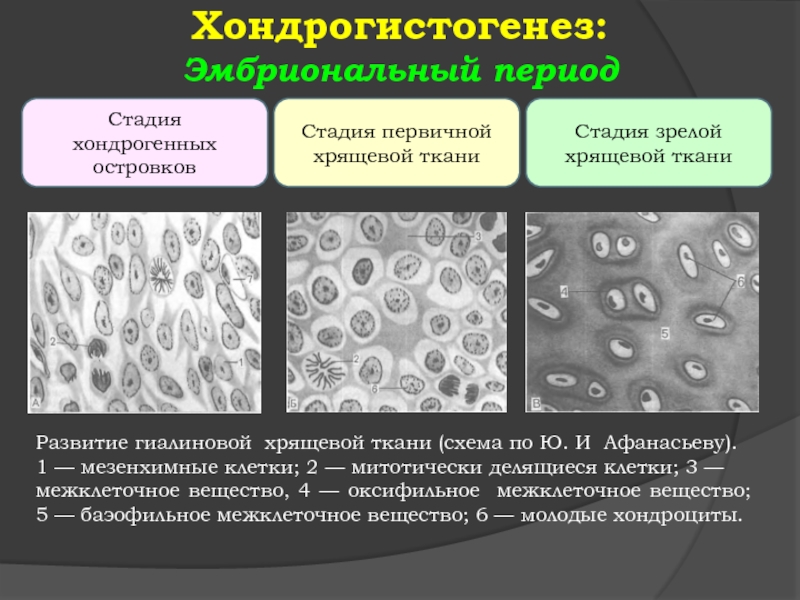 Стадия тканей. Эмбриональный хондрогистогенез. Источником развития гиалиновой хрящевой ткани является. Этапы развития хрящевой ткани. Первичная хрящевая ткань.