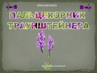 Красная книга. Dactylorhiza traunsteineri (пальцекорник траунштейнера)