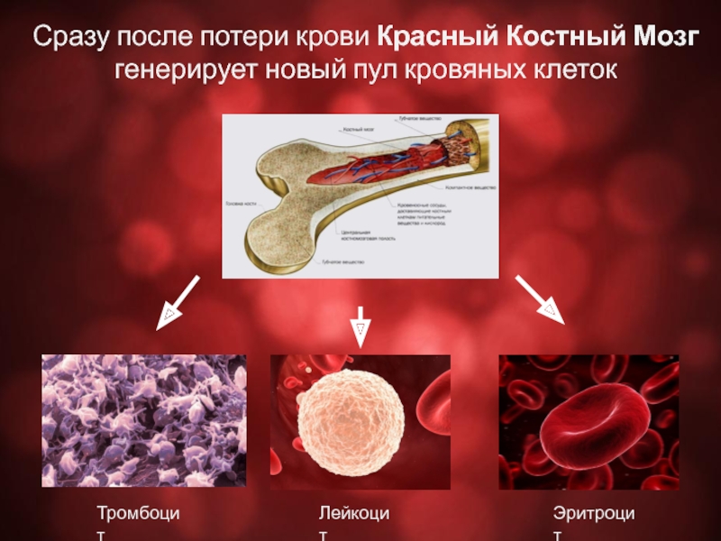 Клетки образующиеся в красном костном мозге. Красный костный мозг эритроциты. Клетки крови в Красном костном мозге. Красный костный мозг лейкоциты. Тромбоциты красный костный мозг.