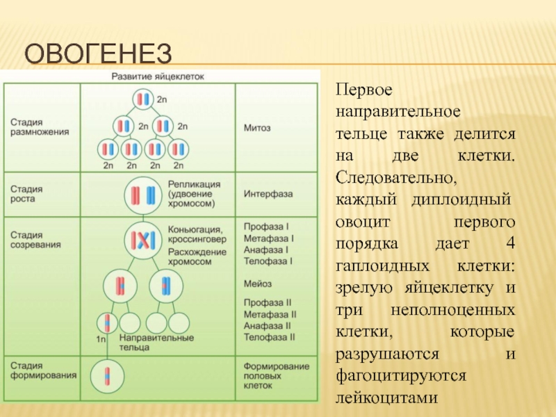 Мейоз тест 10 класс биология. Первое деление мейоза овогенез. Овогенез анафазы 1. Таблица гаметогенез сперматогенез овогенез. Оогенез и овогенез.