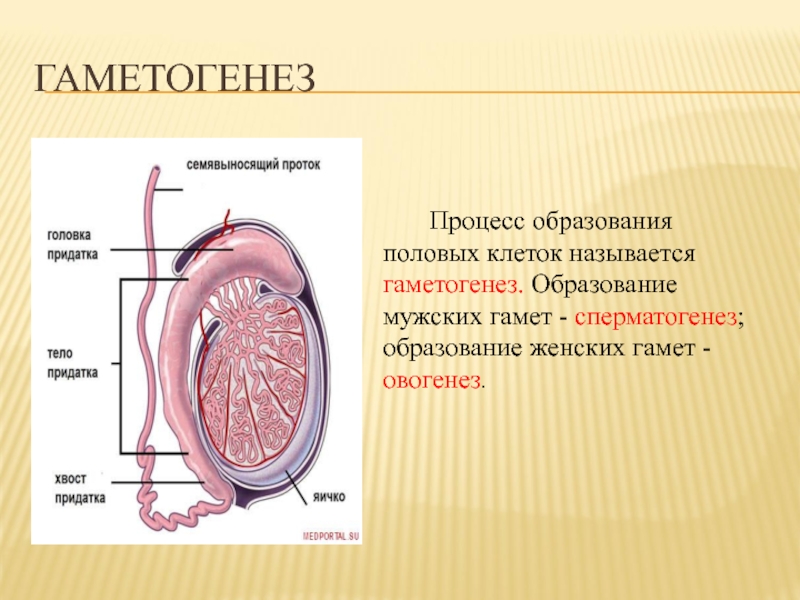 Процесс образования женских половых клеток называется. Схема сперматогенеза и овогенеза. Половые клетки гаметогенез. Презентация. Процесс образования мужской половой клетки называется.
