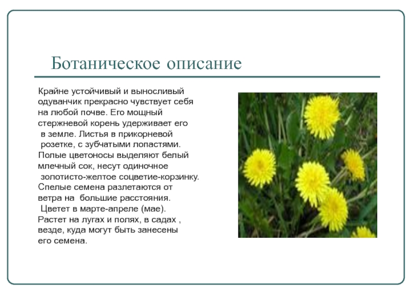 Описание одуванчика. Рассказать о одуванчике. Описание цветка одуванчика. Описание листа одуванчика. Доклад на тему одуванчик.