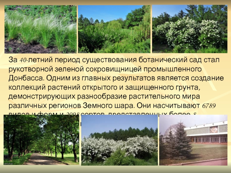 За 40-летний период существования ботанический сад стал рукотворной зеленой сокровищницей промышленного Донбасса.