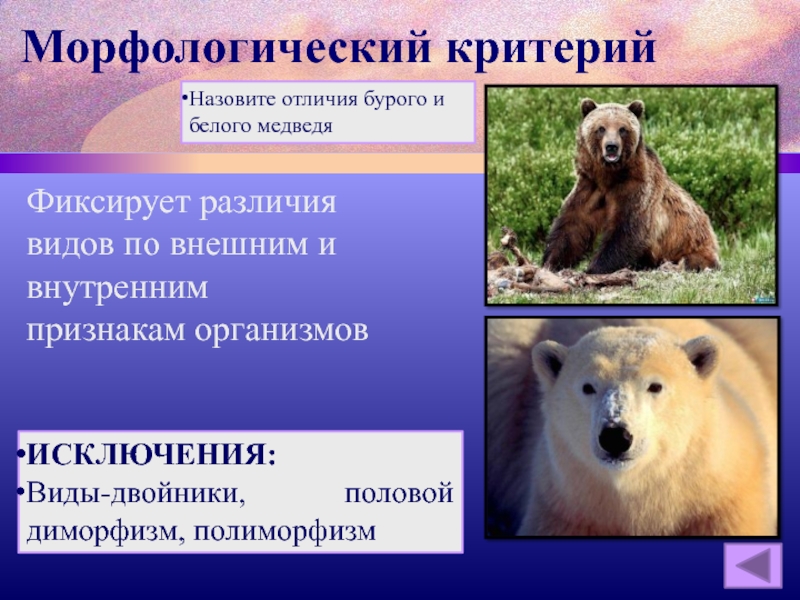 Что такое физиологические признаки в биологии. Морфологический критерий белого медведя и бурого медведя. Морфологический критерий медведя. Морфологический критерий белого медведя. Морфологический критерий бурого медведя.