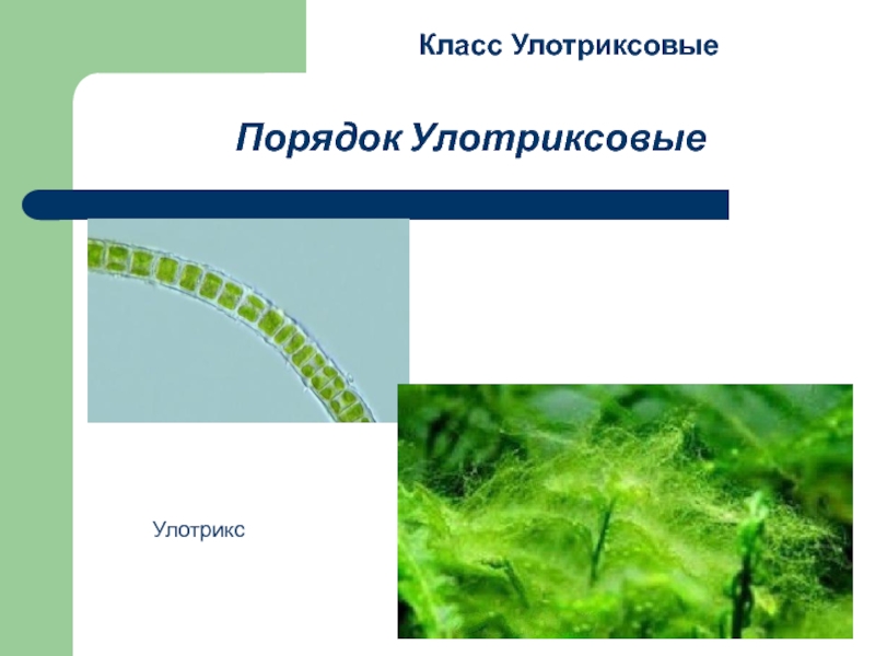 Рассмотрите изображение растений улотрикс ячмень горошек мышиный