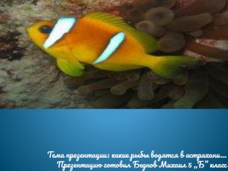 Тема презентации: какие рыбы водятся в астрахани…
Презентацию готовил Беднов Михаил 5 ,,Б” класс