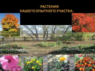 Презентация Участников Globallab Ученики Эйнштейна МОУ Озеро Карачинской СОШ Презентация Участников Globallab Ученики Эйнштейна МОУ Озеро Карачинской.