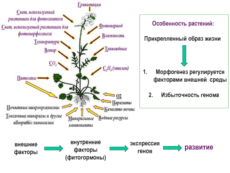 Влияние фитогормонов на рост. Морфогенез растений. Фитогормоны растений. Влияние фитогормонов на растения. Влияние на рост растений гормонов.