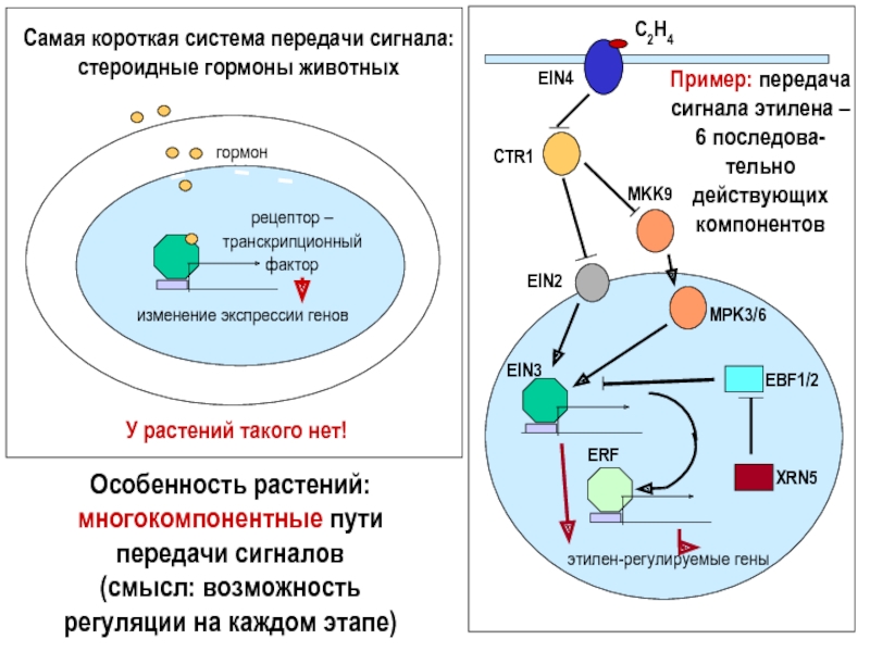 Гормоны животных