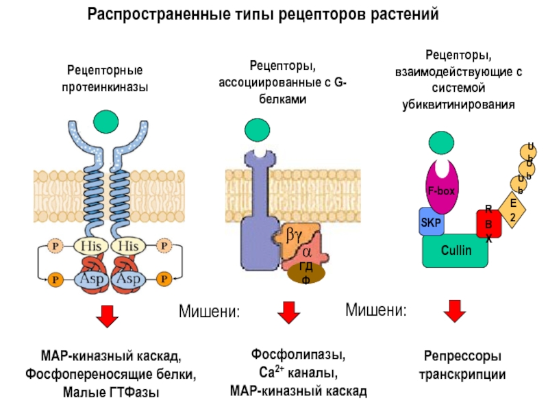 Белки рецепторы. Рецепторы, относящиеся к классу g-белок-ассоциированных. G белки рецепторы Каскад. Рецепторы, взаимодействующие в g-белками. Рецепторы ассоциированные с g-белками.