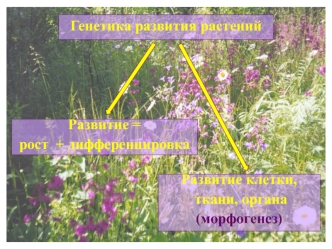 Генетика развития растений