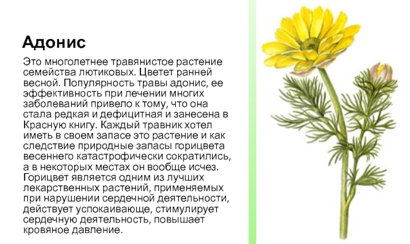 Какой тип питания характерен для лютика. Горицвет адонис Лютиковые. Адонис (растение) Лютиковые. Адонис весенний (горицвет весенний). Адонис Крым горицвет.