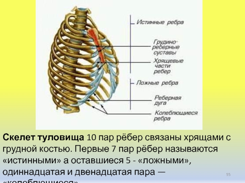 Реберная дуга фото