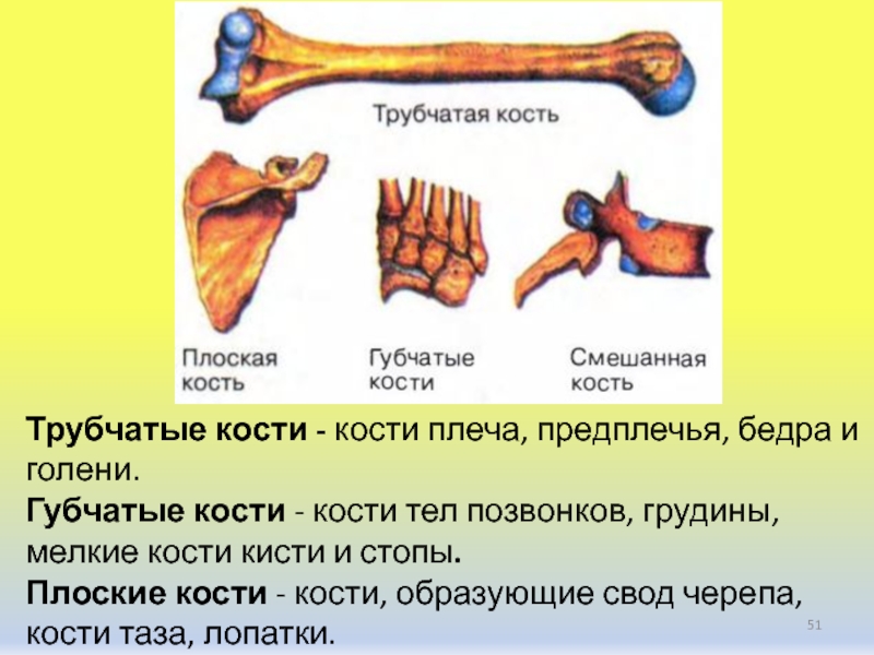 Губчатые кости. Трубчатая губчатая и плоская кость.