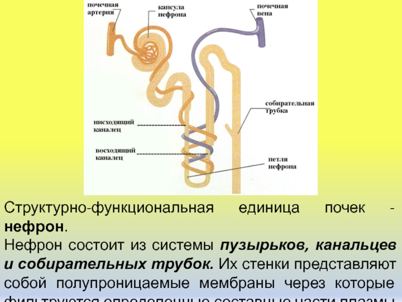 Какой процесс происходит в канальцах нефрона
