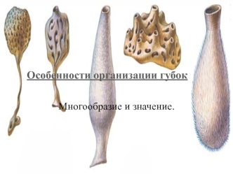Особенности организации губок