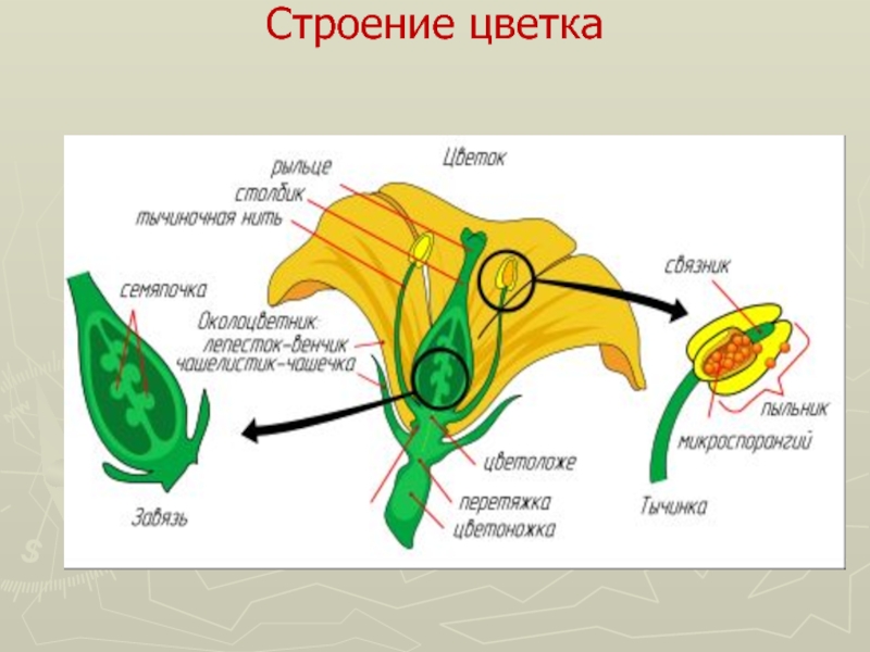 Строение перца схема