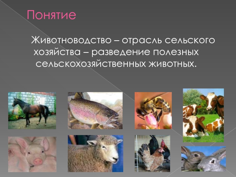 Отрасли животноводства северного кавказа. Животноводство презентация. Понятие животноводство. Отрасли животноводства. Понятие животные.