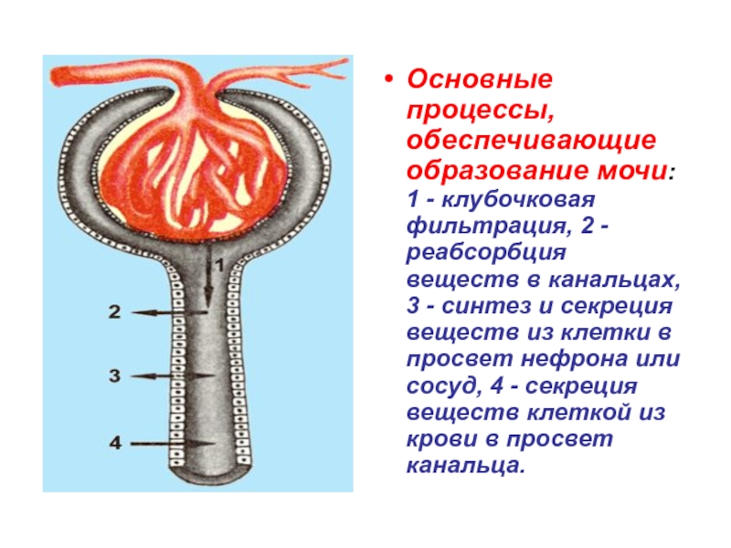 Фильтрация какие процессы осуществляются. Строение нефрона процесс мочеобразования. Стадии мочеобразования гистология. Нефрон образование первичной мочи. Схема мочеобразования 8 класс.