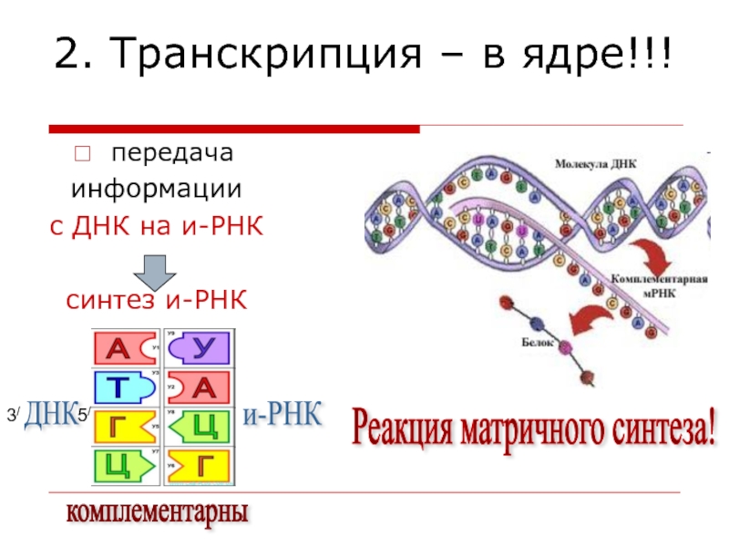 Белковая рнк. Реакции матричного синтеза схема Синтез белка. Схема транскрипции ДНК И РНК. Реакции матричного синтеза схема. Матричный Синтез РНК транскрипция.