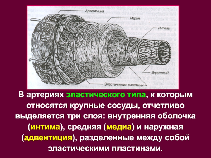 Самый крупный сосуд