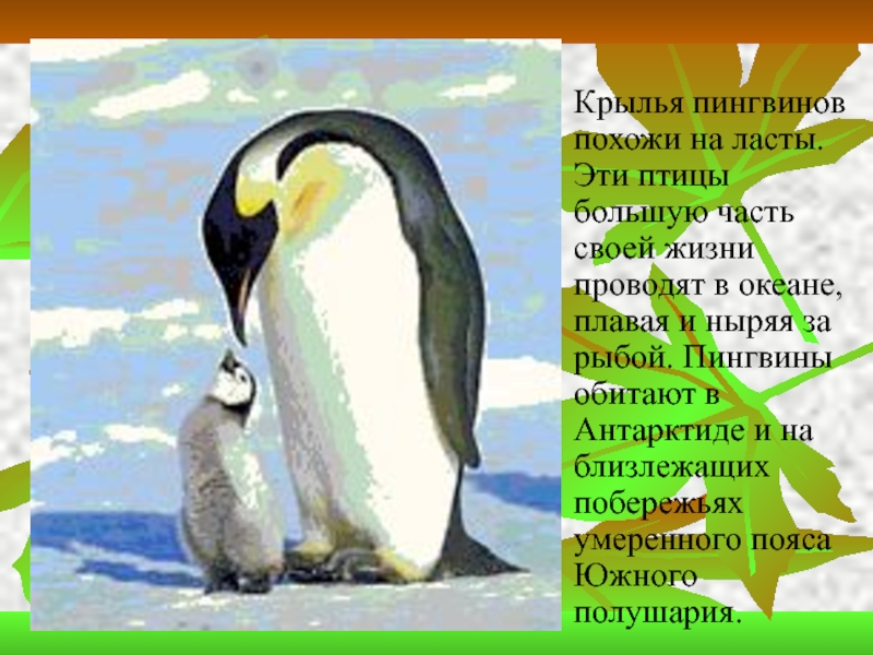 Рассказ про пингвина 1 класс. Информация о пингвинах. Пингвин для детей. Рассказать о пингвинах. Рассказ о пингвине.