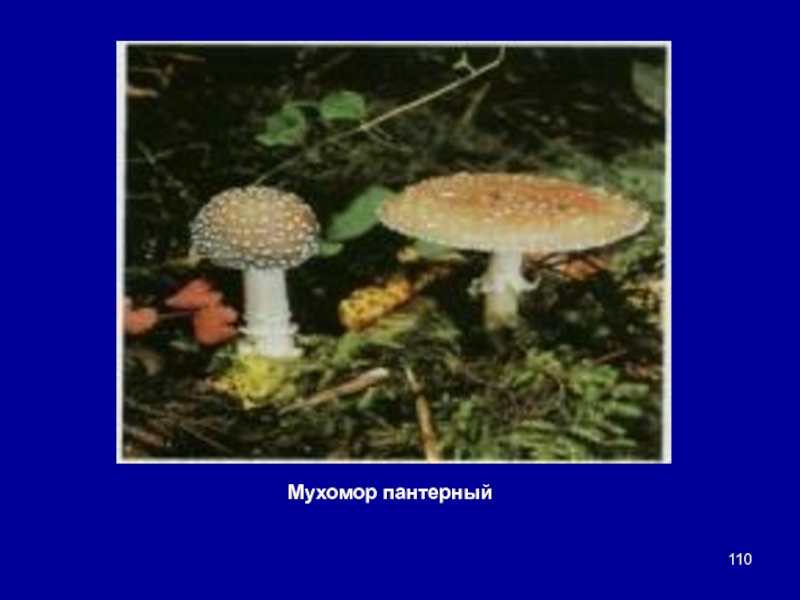 Какой тип питания характерен для мухомора пантерного изображенного на рисунке