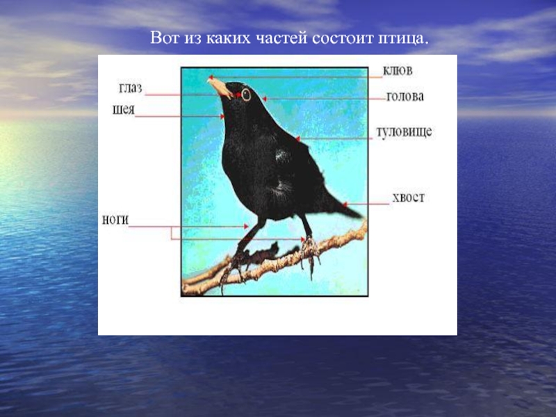 Из чего состоит птица картинки для детей