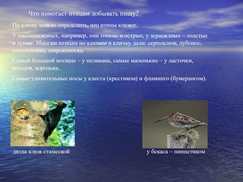 Что помогает гепарду добывать. Что помогает сове добывать пищу. Что у птицы помогает добывать пищу. Что помогает Соае добывать пишу. Способы добывания пищи птиц.