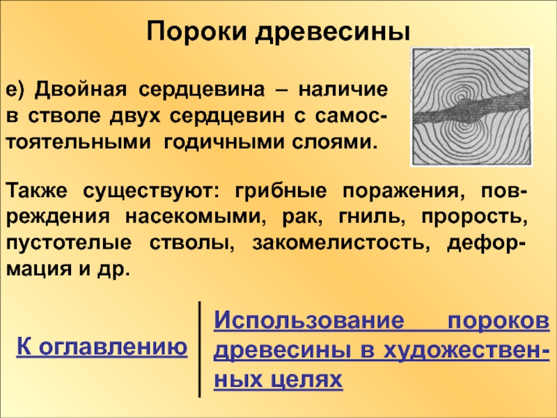 Двойная сердцевина. Пороки древесины сердцевина. Двойная сердцевина древесины. Пороки строения древесины двойная сердцевина. Смещенная сердцевина.