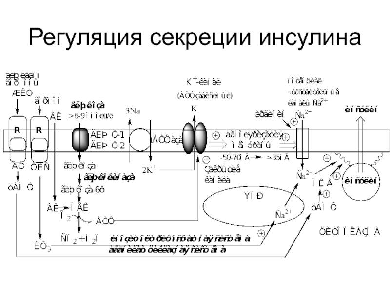 Инсулин синтез секреция. Схема регуляции выработки инсулина. Схема регуляции инкреции инсулина физиология. Схема секреции инсулина биохимия. Регуляция секреции инсулина биохимия.