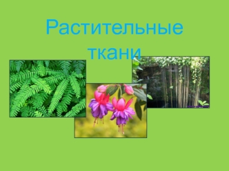 Растительные ткани