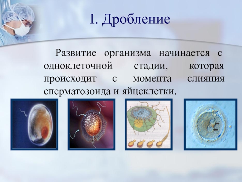 Презентация по биологии эмбриональное развитие организма