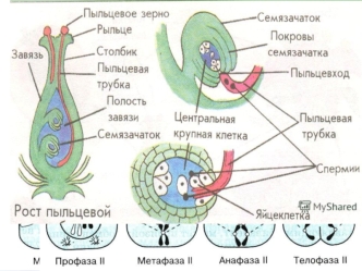 Индивидуальное развитие организмов (онтогенез)