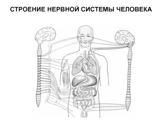 Строение нервной системы человека. (Лекция 5)