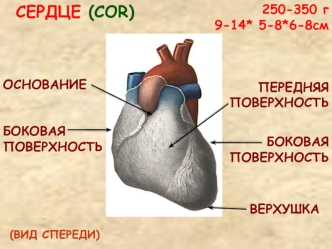 Строение сердца