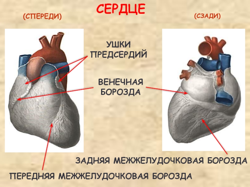 Какие сосуды в левом предсердии. Борозды сердца анатомия. Строение сердца анатомия борозды. Венечная борозда сердца анатомия. Ушки предсердий анатомия.