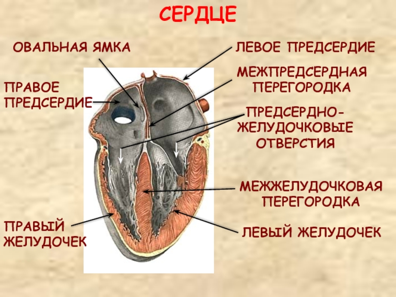 Левый желудочек на рисунке