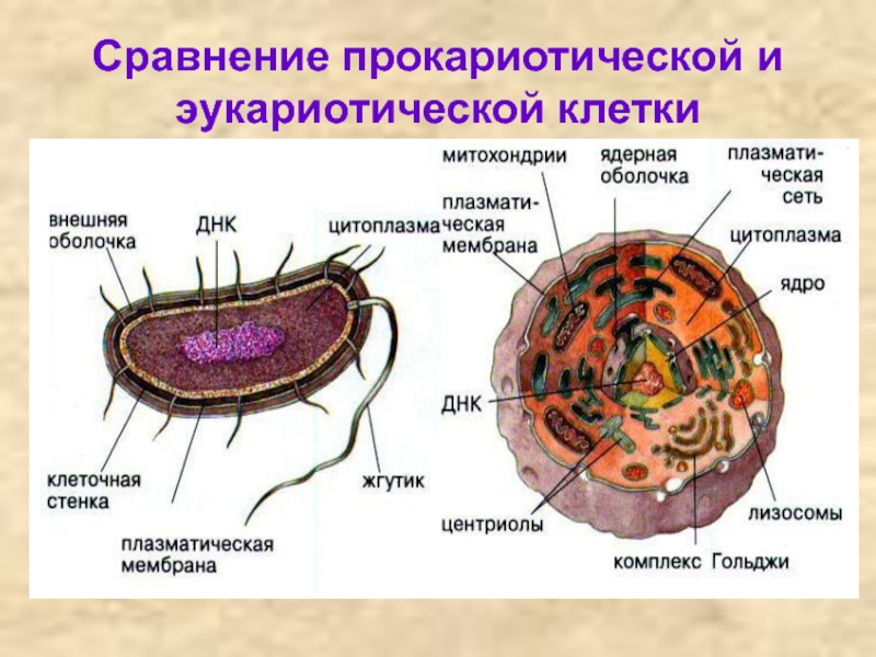 Клетка прокариотическая и эукариотическая рисунок