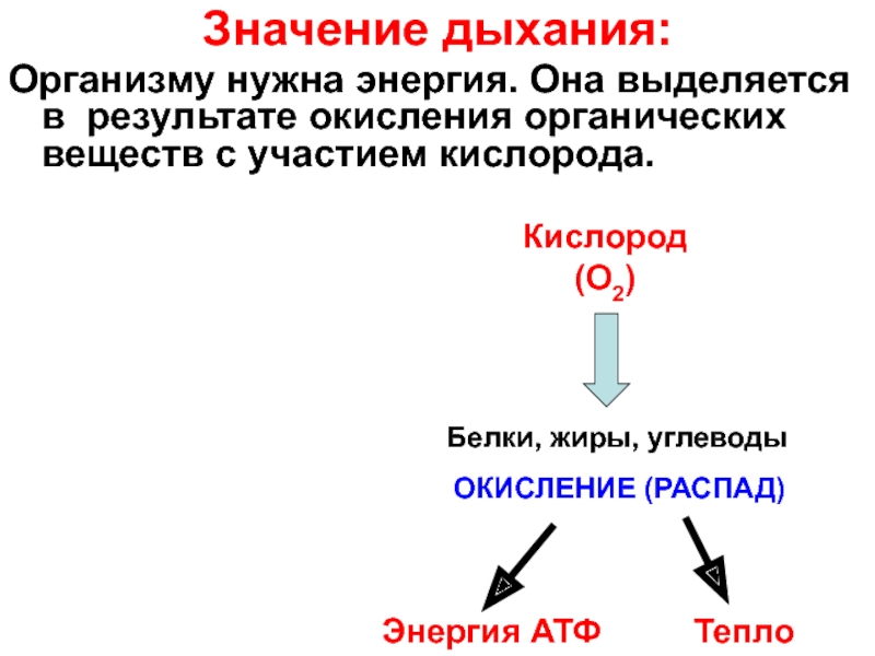 Значащий дышат. Значение дыхания. Дыхание это окисление органических веществ. Для чего нужна энергия.