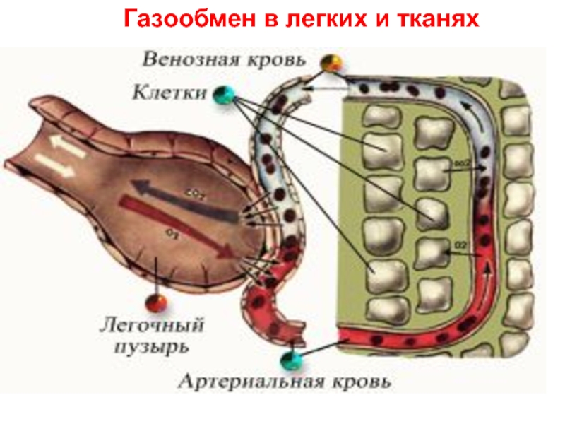 Газообмен в тканях фото