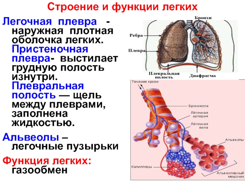 Роль легких. Альвеолы легких строение и функции. Функции легочных пузырьков альвеол. Строение плевры легких. Легкие плевра строение и функции.