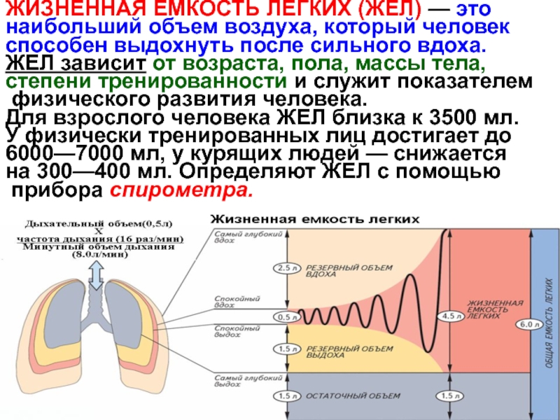 Дыхательные объемы картинка