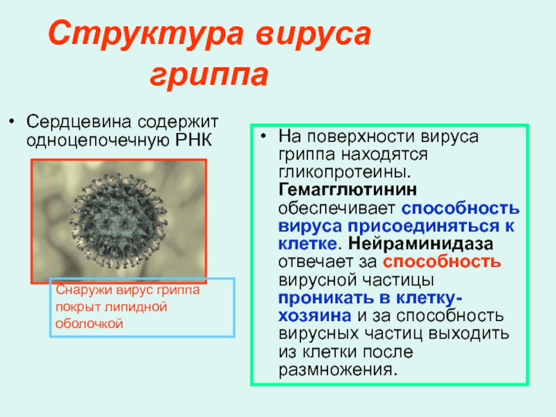 Вирус гриппа семейство. Структура вириона гриппа. ДНК содержащие вирусы строение. РНК содержащие вирусы строение. Строение вирусной частицы гриппа.